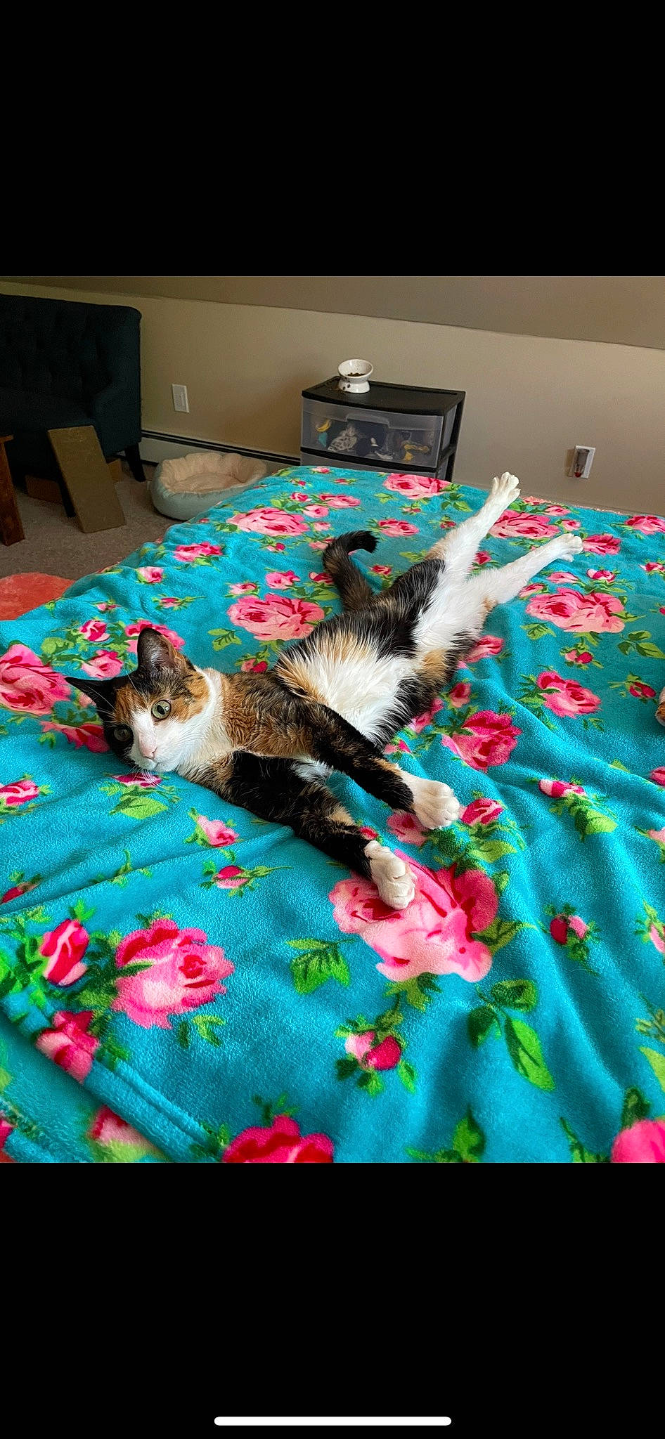 Buffy is registered to the contest to win money with this photo: bed, bed_sheet, bedding, bedroom, carnivore, cat, chair, comfort, felidae, flooring, fur, linens, magenta, pattern, pink, plant, small_to_medium_sized_cats, tail, textile, whiskers