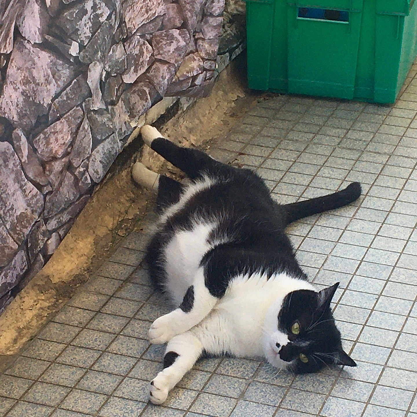 Gaia a rejoint le concours — aidez-le/la à gagner de superbes lots ! animal, black_and_white, cat, curious, domestic_cat, eyes, floor, fur, green_crate, lying_down, outdoor, paws, pet, relaxed, resting, sideways, stone_wall, tail, tile, whiskers
