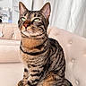 Pablito participe au concours pour gagner de l'argent avec cette photo : cat, tabby, striped_fur, green_eyes, sitting, couch, tufted_couch, indoor, furniture, plant, cabinet, whiskers, pet, domestic_animal, living_room, close_up, natural_light, curtains, cozy, relaxed