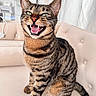 Pablito participe au concours pour gagner de l'argent avec cette photo : cat, tabby, pet, animal, feline, indoor, couch, furniture, meowing, teeth, green_eyes, striped, whiskers, ears, tail, sitting, cozy, home, cute, portrait