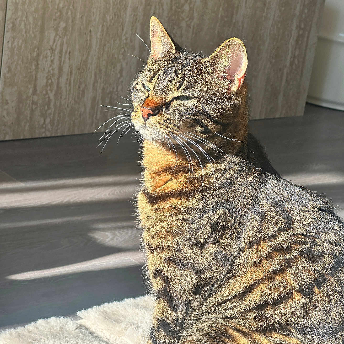 Pablito a rejoint le concours — aidez-le/la à gagner de superbes lots ! cat, tabby_cat, sunlight, indoor, fur, striped, pet, animal, relaxed, cozy, rug, home, furniture, whiskers, ears, sitting, portrait, daylight, shadow, contentment