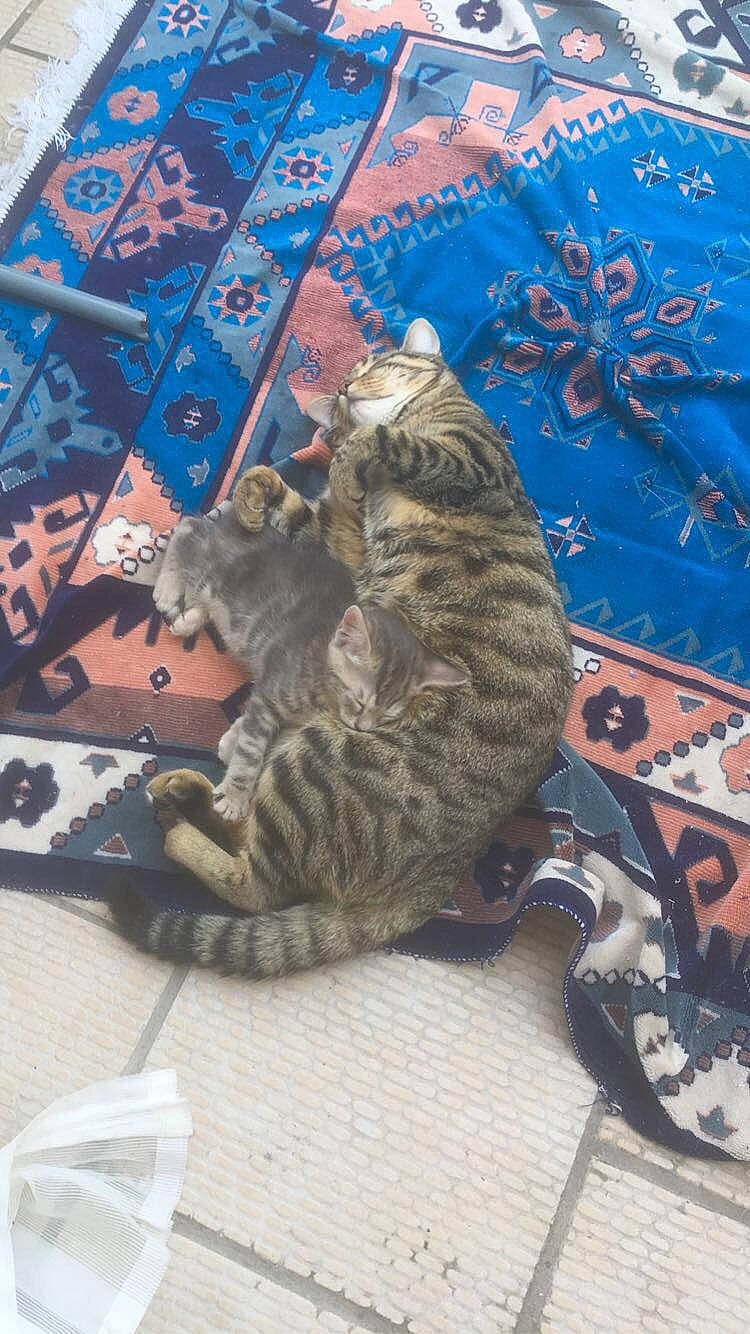 Bouboune participe au concours pour gagner de l'argent avec cette photo : art, blue, carnivore, cat, claw, domestic_short_haired_cat, felidae, fur, organism, pattern, paw, small_to_medium_sized_cats, snout, tail, terrestrial_animal, vertebrate, visual_arts, whiskers