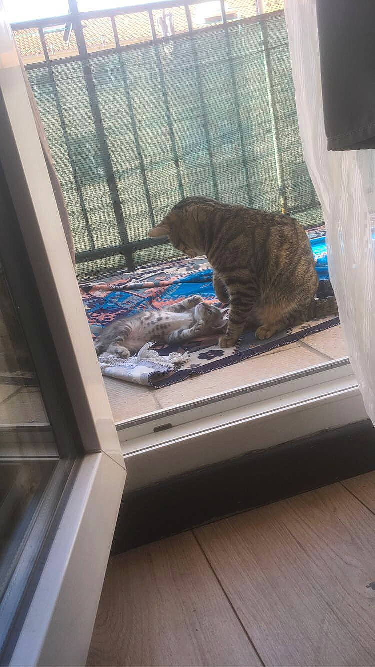 Bouboune participe au concours pour gagner de l'argent avec cette photo : animal_shelter, cage, carnivore, cat, comfort, curtain, dog_breed, felidae, flooring, fur, glass, hardwood, pet_supply, room, small_to_medium_sized_cats, sporting_group, tail, whiskers, window, wood