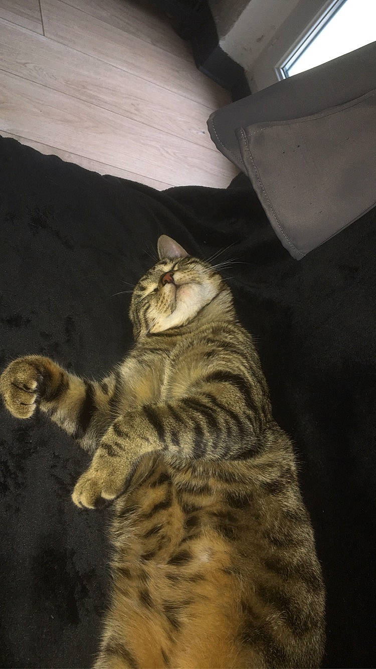 Bouboune participe au concours pour gagner de l'argent avec cette photo : carnivore, cat, comfort, darkness, domestic_short_haired_cat, door, felidae, fur, hardwood, lamp, paw, small_to_medium_sized_cats, snout, tail, terrestrial_animal, whiskers, wildlife, wood