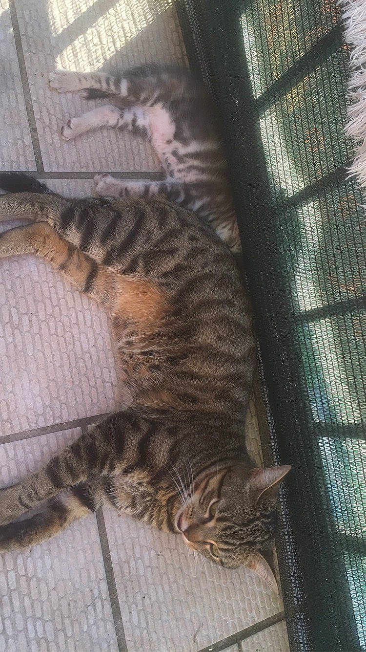 Bouboune a rejoint le concours — aidez-le/la à gagner de superbes lots ! carnivore, cat, claw, comfort, curtain, domestic_short_haired_cat, fawn, felidae, fur, mammal, mesh, nap, paw, small_to_medium_sized_cats, snout, tail, terrestrial_animal, whiskers, wood