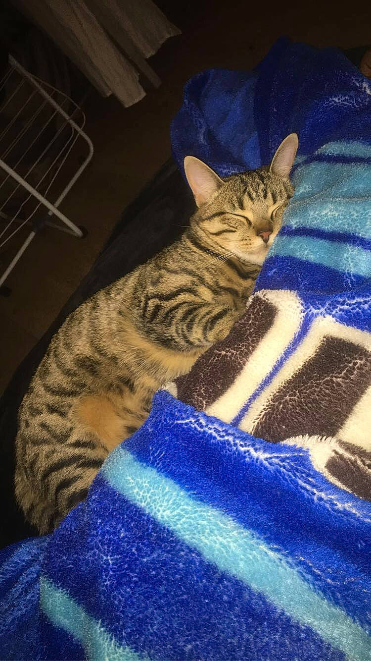 Bouboune a rejoint le concours — aidez-le/la à gagner de superbes lots ! bed, blue, carnivore, cat, comfort, domestic_short_haired_cat, electric_blue, fawn, felidae, foot, fur, grey, human_leg, linens, pattern, small_to_medium_sized_cats, snout, terrestrial_animal, textile, whiskers