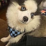 Harley Grace joined the competition — help win amazing prizes! dog, puppy, blue_eyes, fluffy, bandana, indoor, pet, cute, portrait, fur, canine, animal, domestic_animal, checkered_pattern, head_tilt, close_up, living_room, cozy, curious, soft_fur