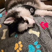 Harley Grace joined the competition — help win amazing prizes! puppy, dog, sleeping, blanket, paw_prints, bones, brown_couch, fluffy, black_and_white, pet, resting, indoors, cozy, fur, collar, cute, animal, comfort, relaxation, lying_down
