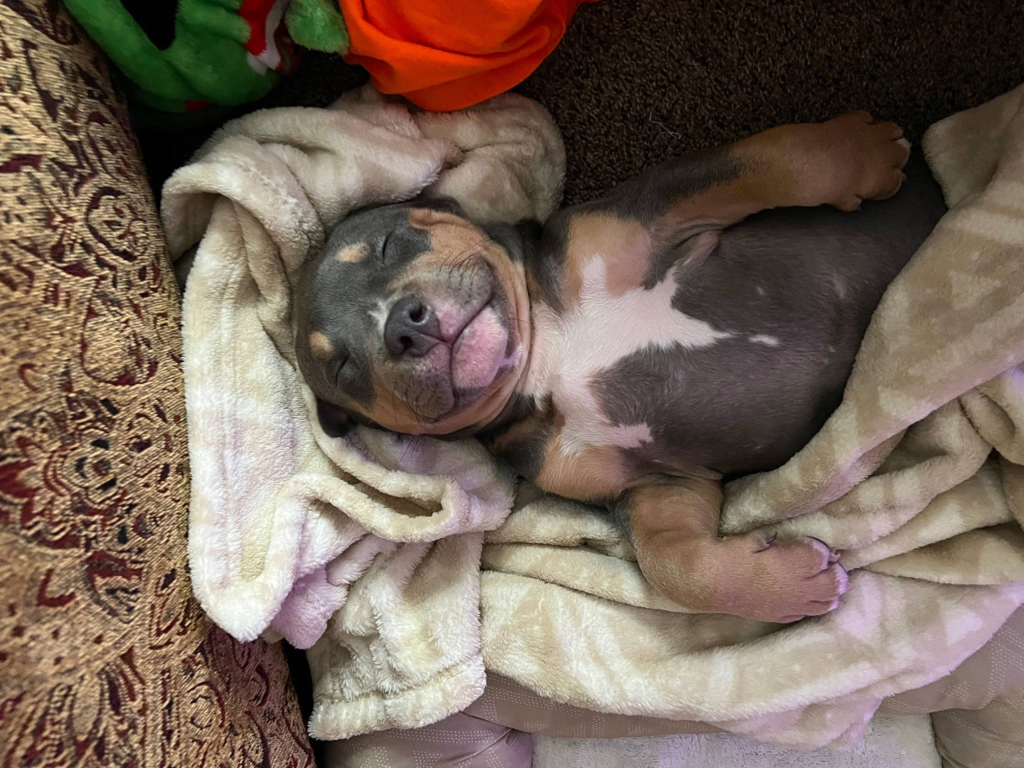 Mellow joined the competition — help win amazing prizes! canidae, carnivore, comfort, companion_dog, dog, dog_breed, dog_supply, fawn, fur, guard_dog, linens, nap, paw, puppy_love, snout, sporting_group, toy_dog, whiskers, working_animal, wrinkle