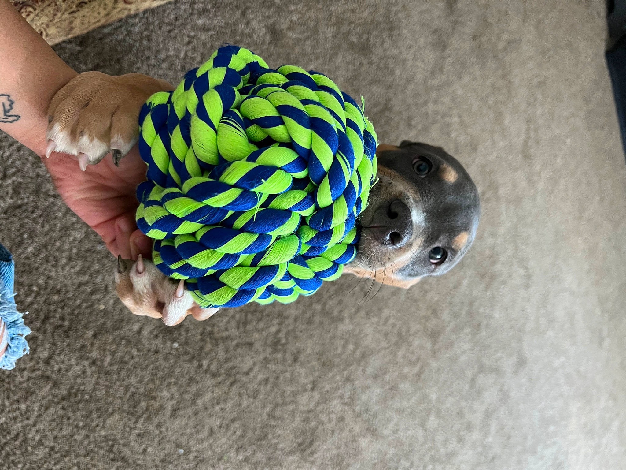 Mellow is registered to the contest to win money with this photo: electric_blue, fashion_accessory, grass, human_leg, pattern, personal_protective_equipment, recreation, reptile, sleeve, soil, sportswear, terrestrial_animal, toy, wrist