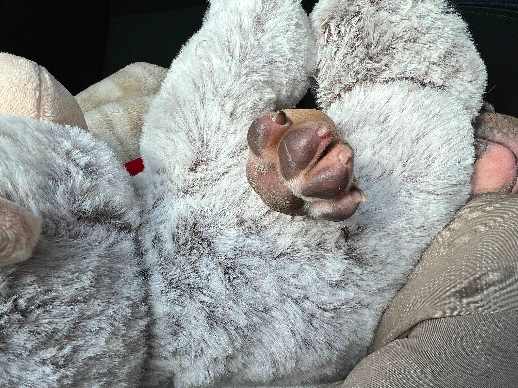 Mellow joined the competition — help win amazing prizes! carnivore, comfort, couch, dog, dog_breed, ear, eye, fawn, felidae, fur, gesture, grey, nose, paw, snout, sporting_group, whiskers, wool, working_animal, wrinkle