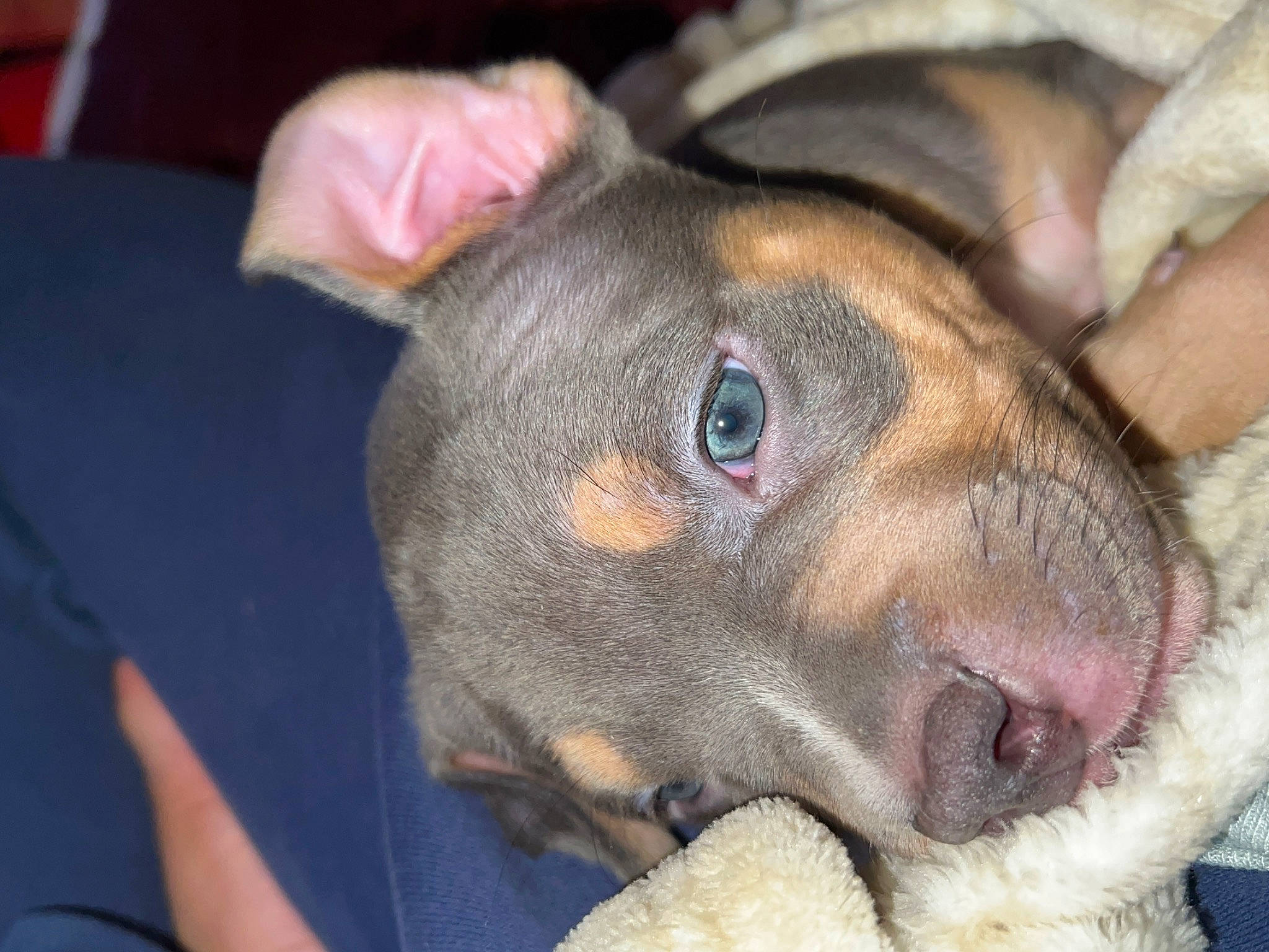 Mellow joined the competition — help win amazing prizes! canidae, carnivore, collar, companion_dog, dog, dog_breed, ear, fang, fawn, fur, guard_dog, jaw, liver, paw, pinscher, snout, sporting_group, toy_dog, whiskers, working_animal