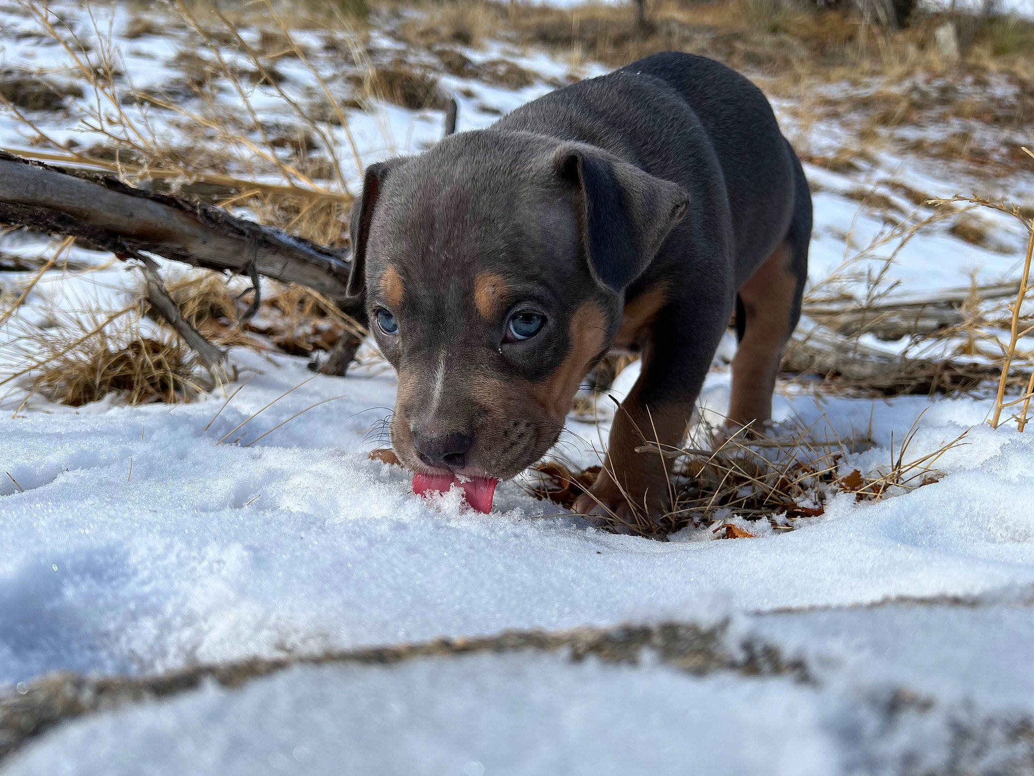 Mellow is registered to the contest to win money with this photo: canidae, carnivore, collar, companion_dog, dog, dog_breed, fawn, freezing, liver, paw, puppy, snout, snow, sporting_group, terrestrial_animal, toy_dog, whiskers, wildlife, winter, working_animal