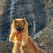 Simba a rejoint le concours — aidez-le/la à gagner de superbes lots ! puppy, dog, waterfall, mountain, rock, fur, red_harness, person, hand, jacket, outdoor, nature, scenery, animal, pet, cute, fluffy, holding, winter_clothing, landscape