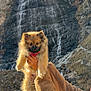 puppy, dog, waterfall, mountain, rock, fur, red_harness, person, hand, jacket, outdoor, nature, scenery, animal, pet, cute, fluffy, holding, winter_clothing, landscape