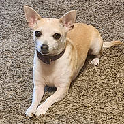 Nova is registered to the contest to win money with this photo: dog, small_dog, tan_fur, white_fur, carpet, indoor, pet, collar, ears, front_paws, tail, alert, looking_at_camera, cute, animal, mammal, domestic_animal, relaxed, lying_down, companion