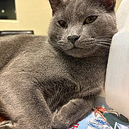 Blue is registered to the contest to win money with this photo: gray_cat, cat, feline, animal, pet, indoor, wooden_surface, magazines, milk_jug, relaxed, fur, whiskers, close_up, domestic_cat, resting, table, household, calm, portrait, cozy