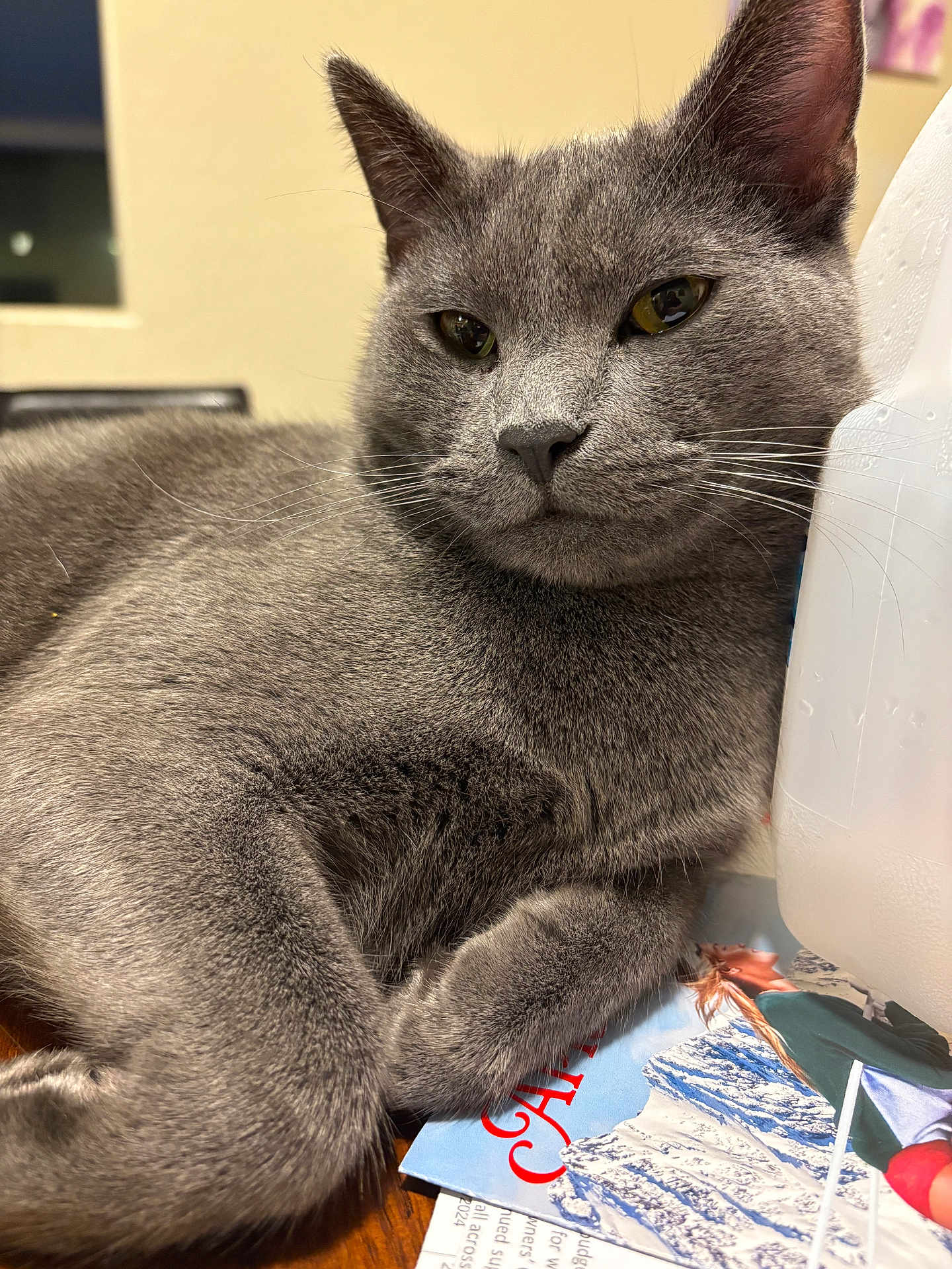 Blue is registered to the contest to win money with this photo: gray_cat, cat, feline, animal, pet, indoor, wooden_surface, magazines, milk_jug, relaxed, fur, whiskers, close_up, domestic_cat, resting, table, household, calm, portrait, cozy