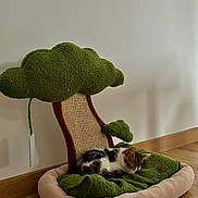 Filou a rejoint le concours — aidez-le/la à gagner de superbes lots ! animal, cat, cat_bed, comfort, cozy, cute, feline, green, home, indoor, kitten, pet, plush, relaxing, resting, sleeping, small, toy, tree_shaped, wooden_floor