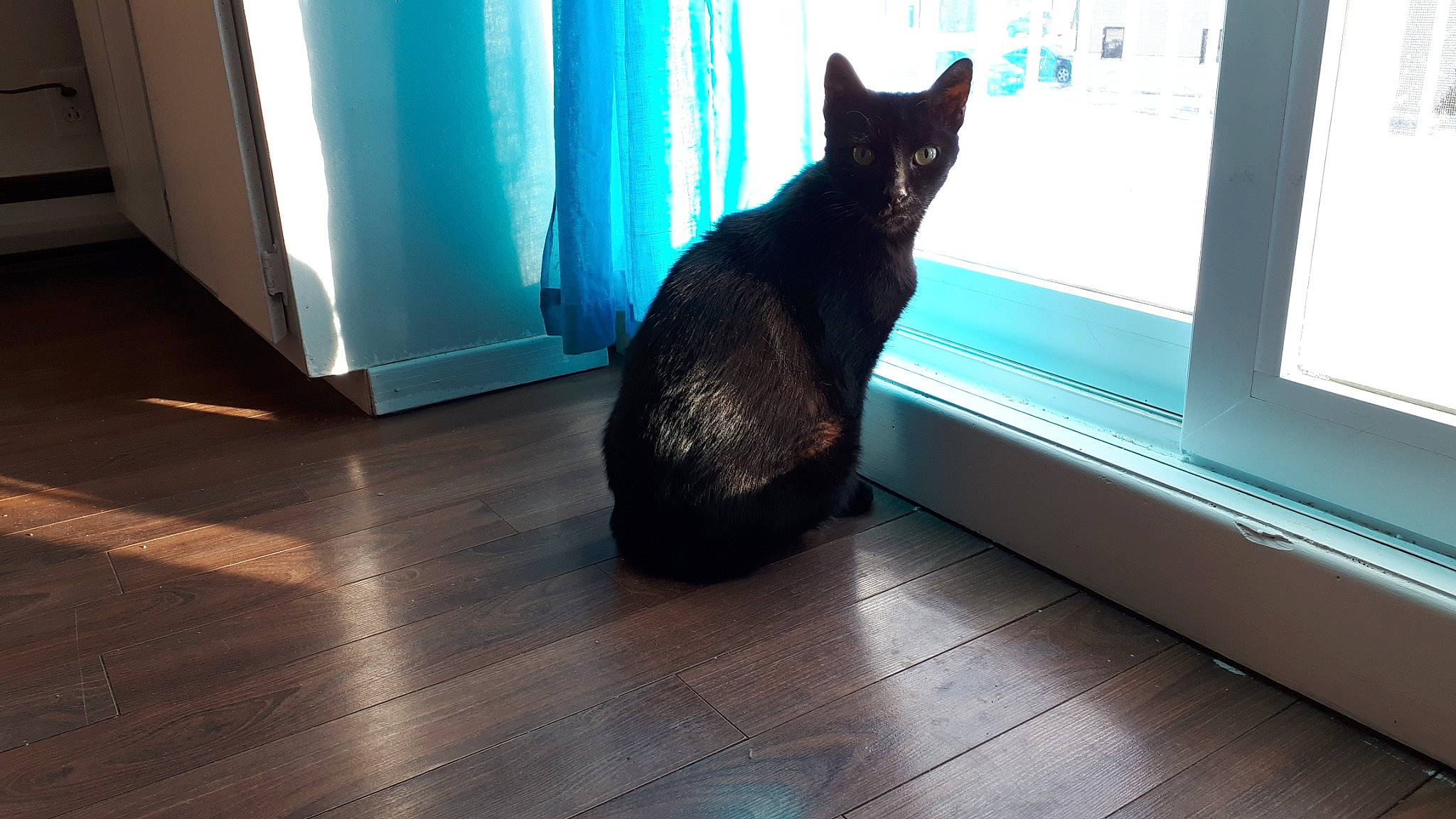 Isidore a rejoint le concours — aidez-le/la à gagner de superbes lots ! carnivore, cat, comfort, domestic_short_haired_cat, electric_blue, felidae, floor, flooring, grey, hardwood, laminate_flooring, light, small_to_medium_sized_cats, tail, tints_and_shades, whiskers, window, wood, wood_flooring, wood_stain