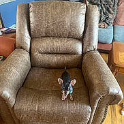 Tucker joined the competition — help win amazing prizes! dog, chihuahua, small_dog, leather_chair, recliner, living_room, blanket, sofa, wooden_floor, jukebox, side_table, plaid, pet, indoor, brown, black, tan, curious, furniture, home