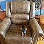 dog, chihuahua, small_dog, leather_chair, recliner, living_room, blanket, sofa, wooden_floor, jukebox, side_table, plaid, pet, indoor, brown, black, tan, curious, furniture, home