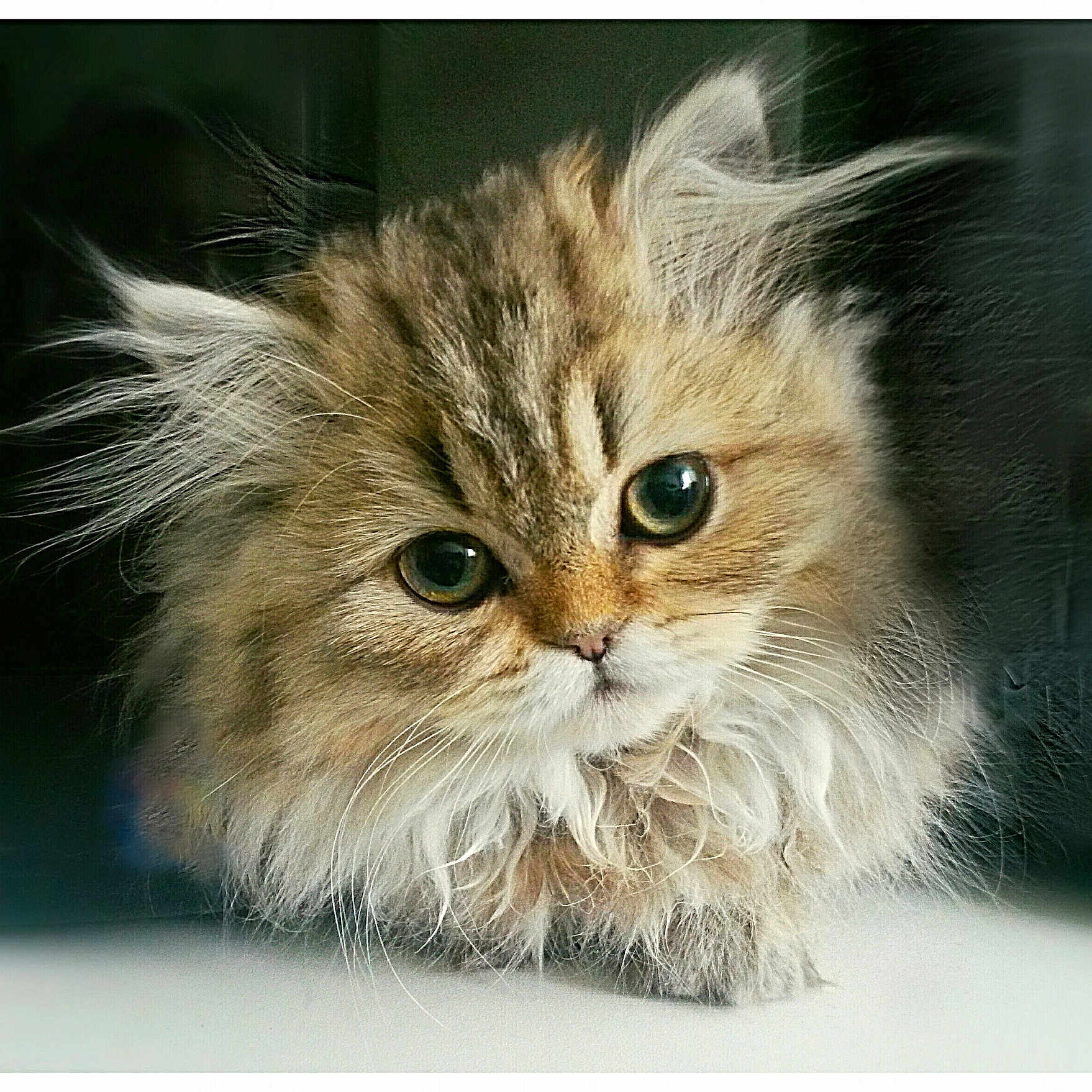 Câline a rejoint le concours — aidez-le/la à gagner de superbes lots ! adorable, animal, cat, closeup, curious, cute, eyes, face, feline, fluffy, fur, indoor, kitten, mammal, muzzle, pet, portrait, soft, whiskers, young