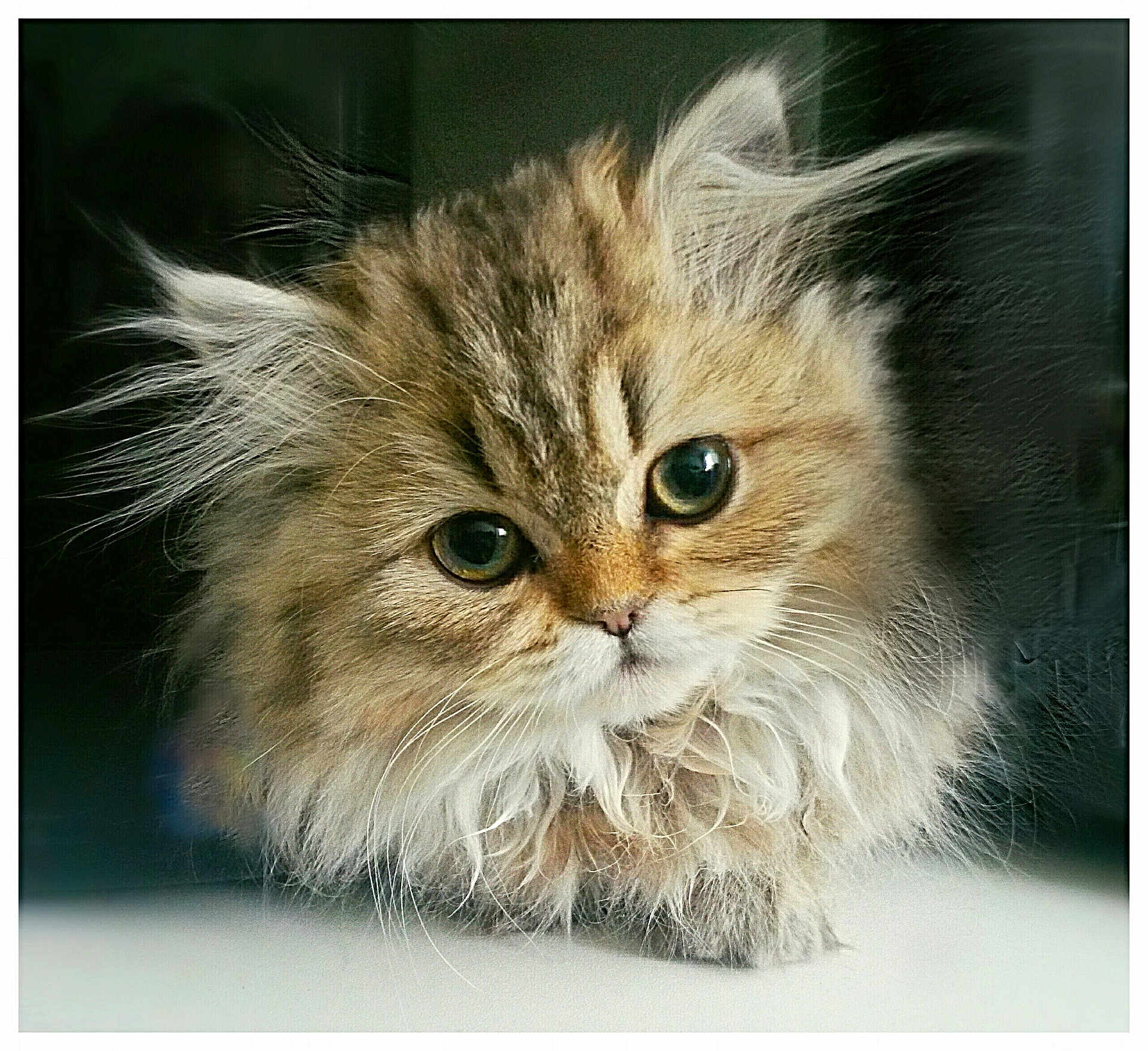 Câline a rejoint le concours — aidez-le/la à gagner de superbes lots ! kitten, cat, fluffy, fur, pet, animal, cute, portrait, closeup, whiskers, curious, eyes, muzzle, soft, feline, adorable, indoor, young, mammal, face