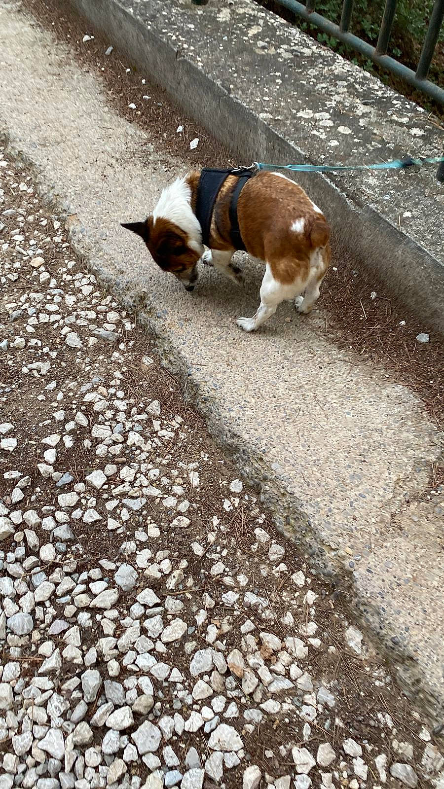 Idem a rejoint le concours — aidez-le/la à gagner de superbes lots ! asphalt, basset_hound, cardigan_welsh_corgi, carnivore, companion_dog, dog, dog_breed, fawn, felidae, fur, grass, leash, road, road_surface, scent_hound, sidewalk, soil, sporting_group, tail, wood