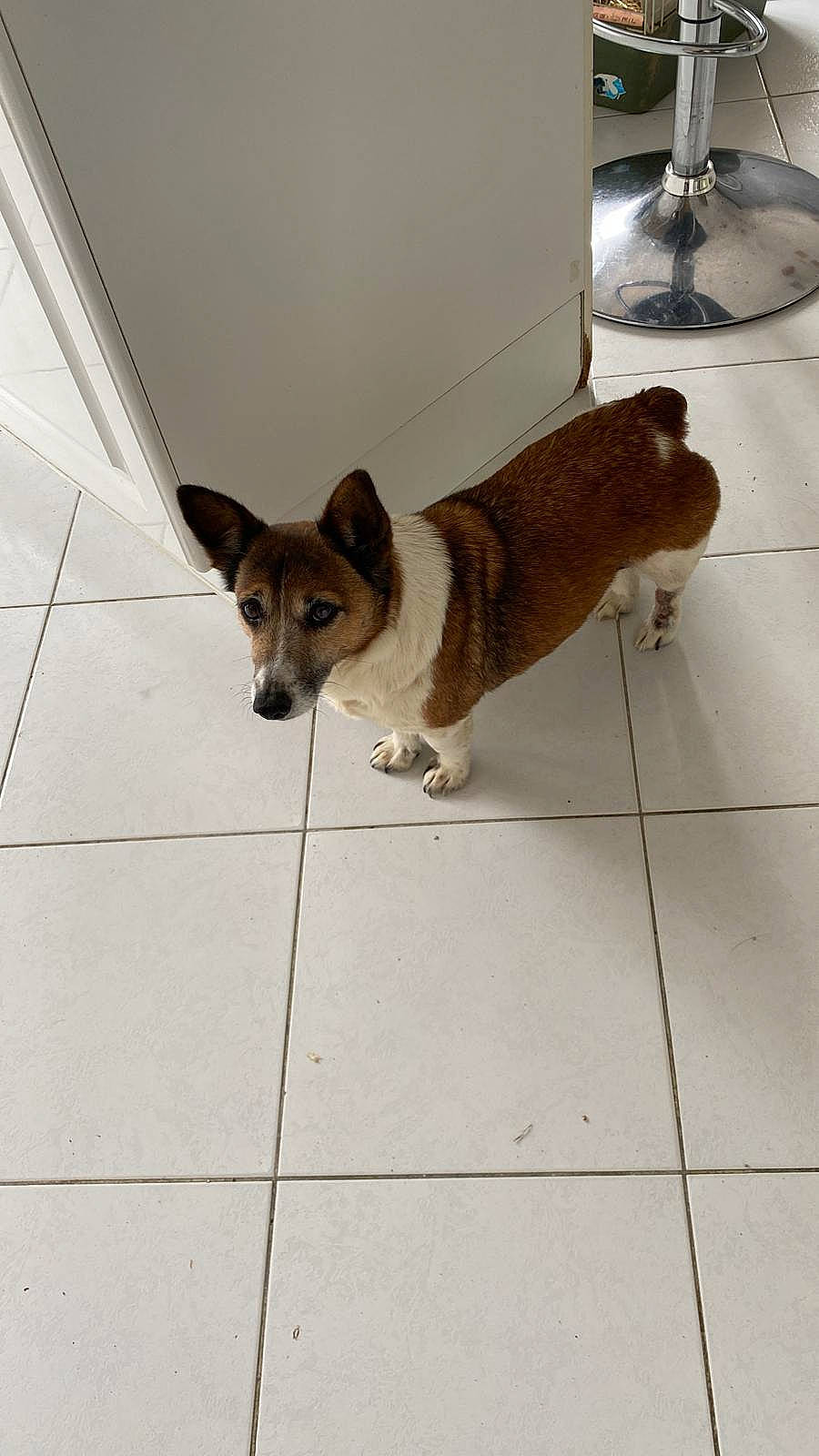 Idem a rejoint le concours — aidez-le/la à gagner de superbes lots ! canidae, carnivore, companion_dog, dog, dog_breed, dog_supply, fawn, floor, flooring, fur, mechanical_fan, pet_supply, snout, sporting_group, tail, terrestrial_animal, tile_flooring, whiskers, wood, working_animal