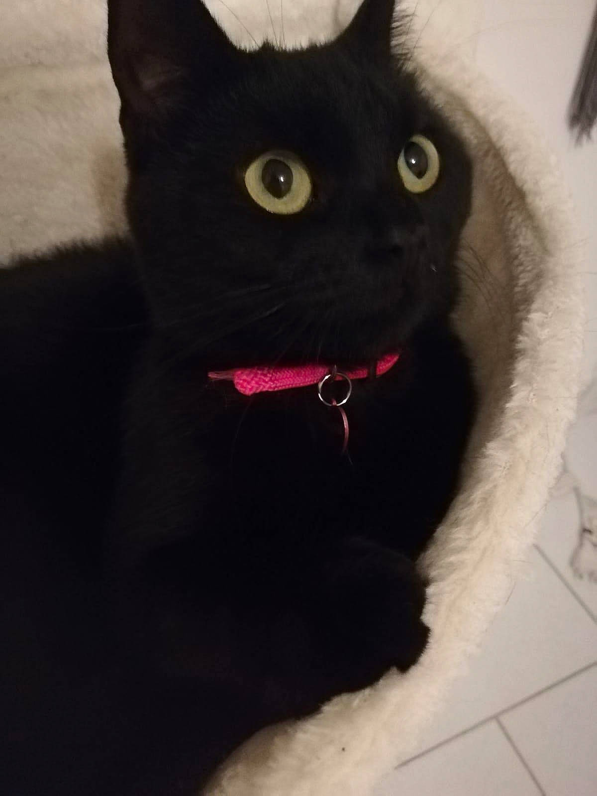 Cracotte a rejoint le concours — aidez-le/la à gagner de superbes lots ! black, black_cat, bombay, carnivore, cat, collar, domestic_short_haired_cat, ear, eye, felidae, fur, kitten, organ, small_to_medium_sized_cats, snout, tail, whiskers