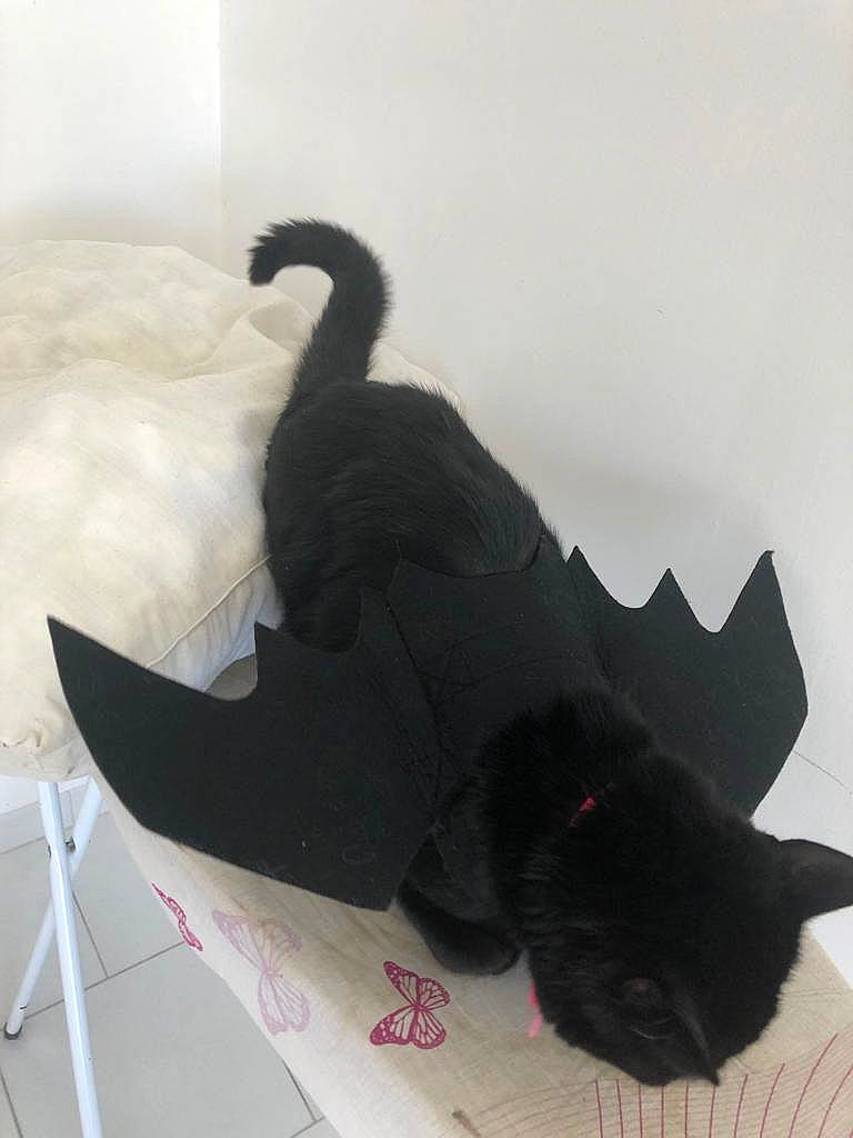 Cracotte a rejoint le concours — aidez-le/la à gagner de superbes lots ! black, black_cat, cat, felidae, footwear, shoe, small_to_medium_sized_cats, tail, wing