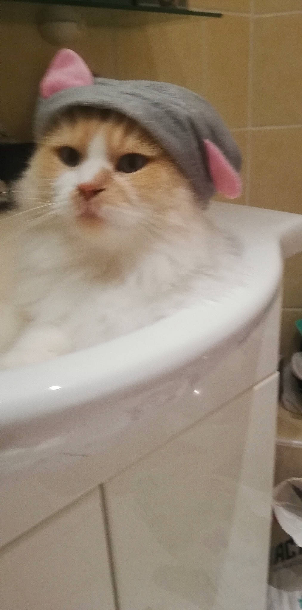 Léo participe au concours pour gagner de l'argent avec cette photo : box, carnivore, cat, domestic_short_haired_cat, felidae, fur, paper_product, pet_supply, plastic, small_to_medium_sized_cats, whiskers, wood