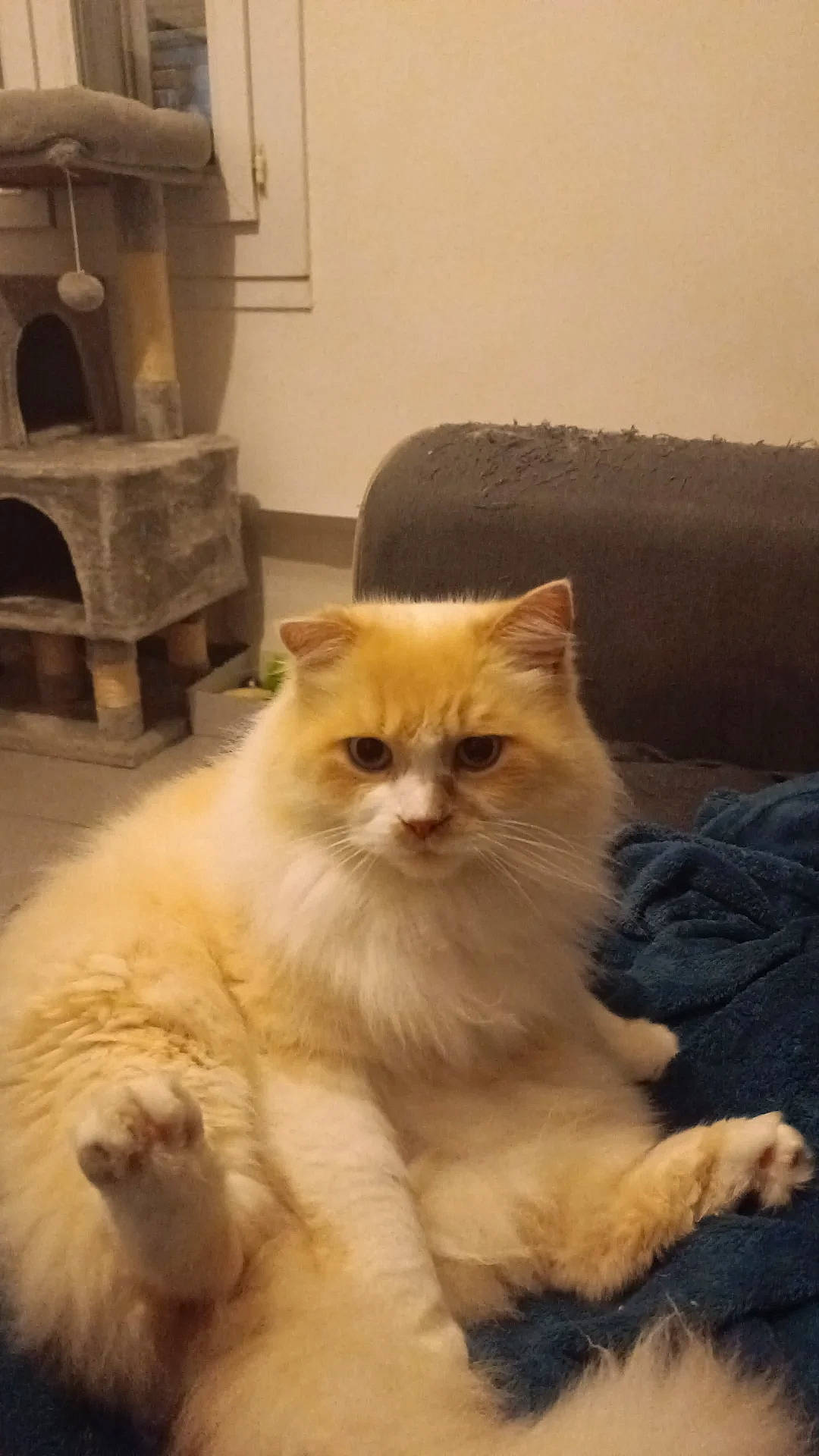 Léo participe au concours pour gagner de l'argent avec cette photo : box, british_longhair, carnivore, cat, comfort, fawn, felidae, flooring, fur, hardwood, persian, shelf, small_to_medium_sized_cats, snout, terrestrial_animal, whiskers, wood