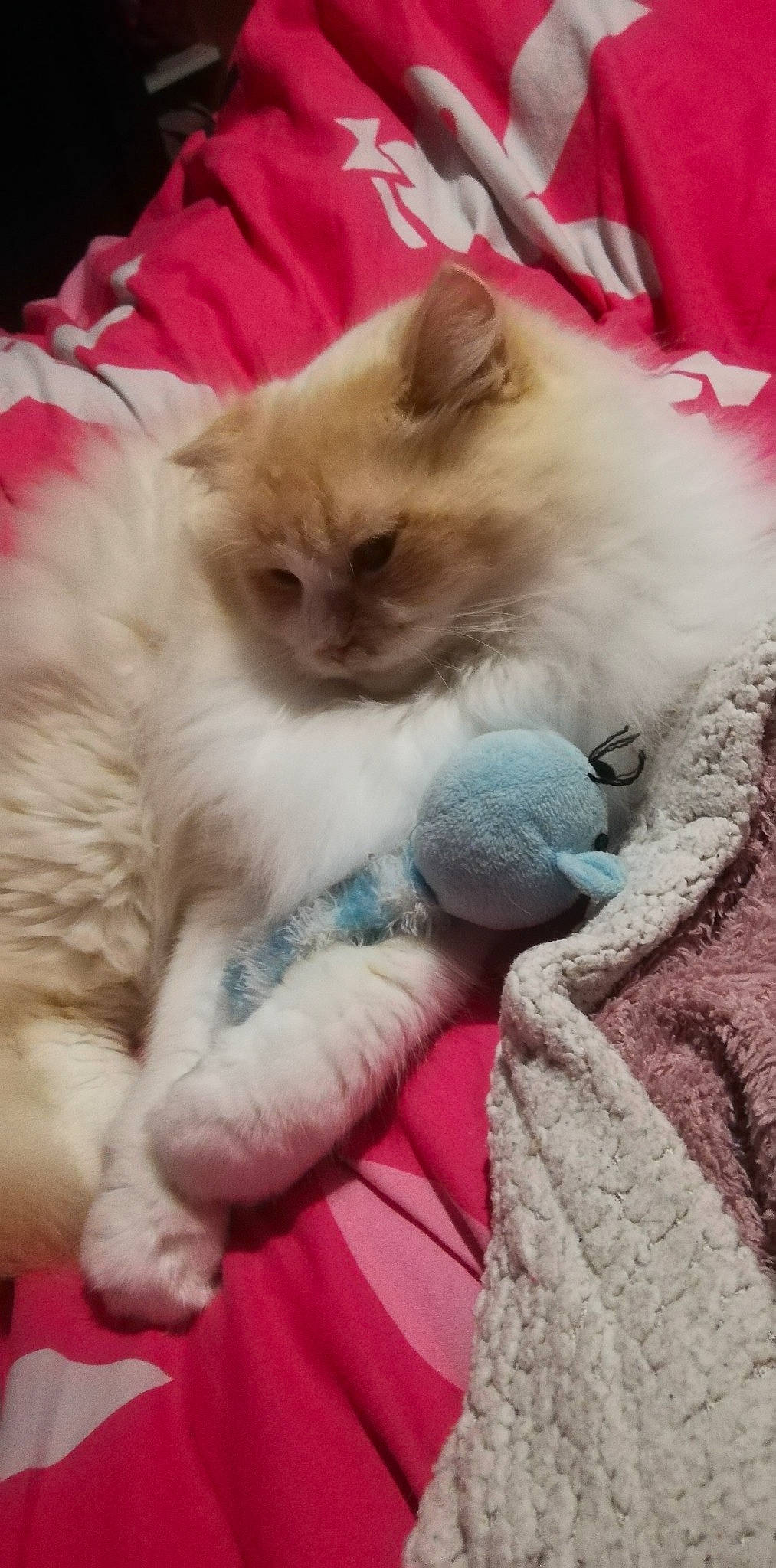 Léo a rejoint le concours — aidez-le/la à gagner de superbes lots ! balinese, carnivore, cat, claw, comfort, fawn, felidae, fur, nap, paw, ragdoll, small_to_medium_sized_cats, snout, tail, whiskers