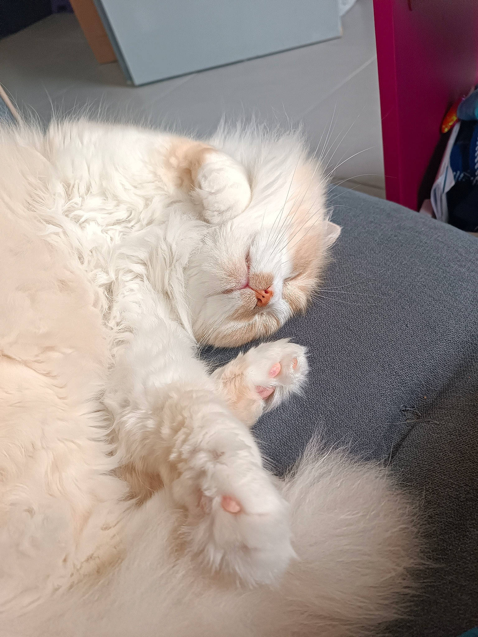 Léo a rejoint le concours — aidez-le/la à gagner de superbes lots ! carnivore, cat, claw, comfort, ear, eye, fang, fawn, felidae, fur, nap, paw, ragdoll, selkirk_rex, sleep, small_to_medium_sized_cats, tail, terrestrial_animal, whiskers