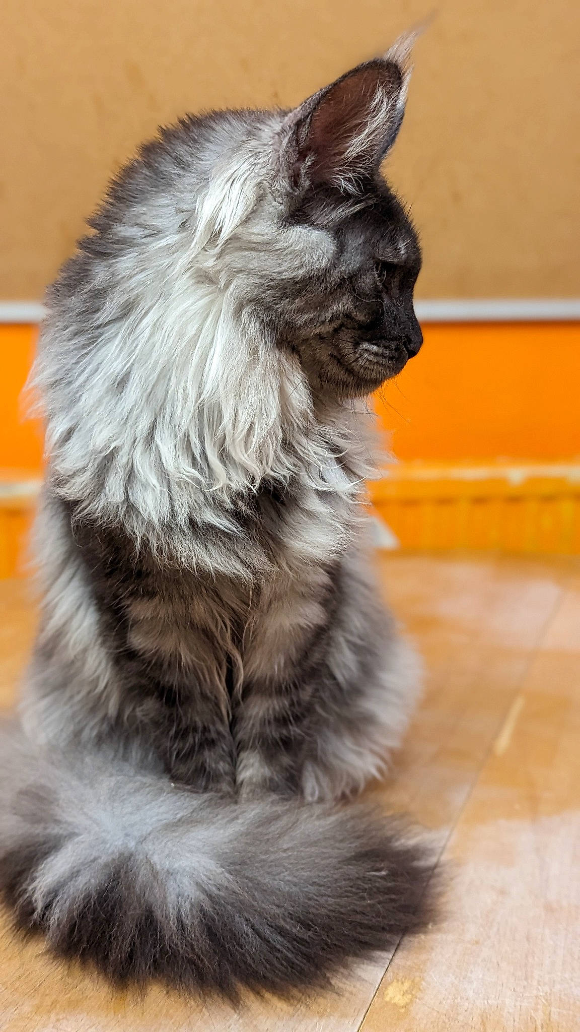 Gloria is registered to the contest to win money with this photo: biting, canidae, carnivore, claw, companion_dog, dog, dog_breed, ear, fawn, felidae, fur, grey, liver, paw, small_to_medium_sized_cats, snout, sporting_group, tail, whiskers, working_animal