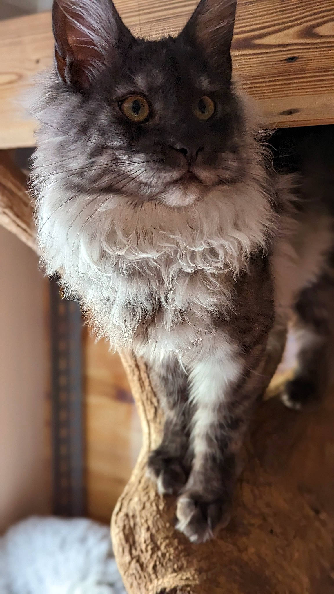 Gloria joined the competition — help win amazing prizes! british_longhair, carnivore, cat, claw, domestic_short_haired_cat, fawn, felidae, flooring, fur, grey, iris, small_to_medium_sized_cats, snout, tail, terrestrial_animal, whiskers, wood, working_animal