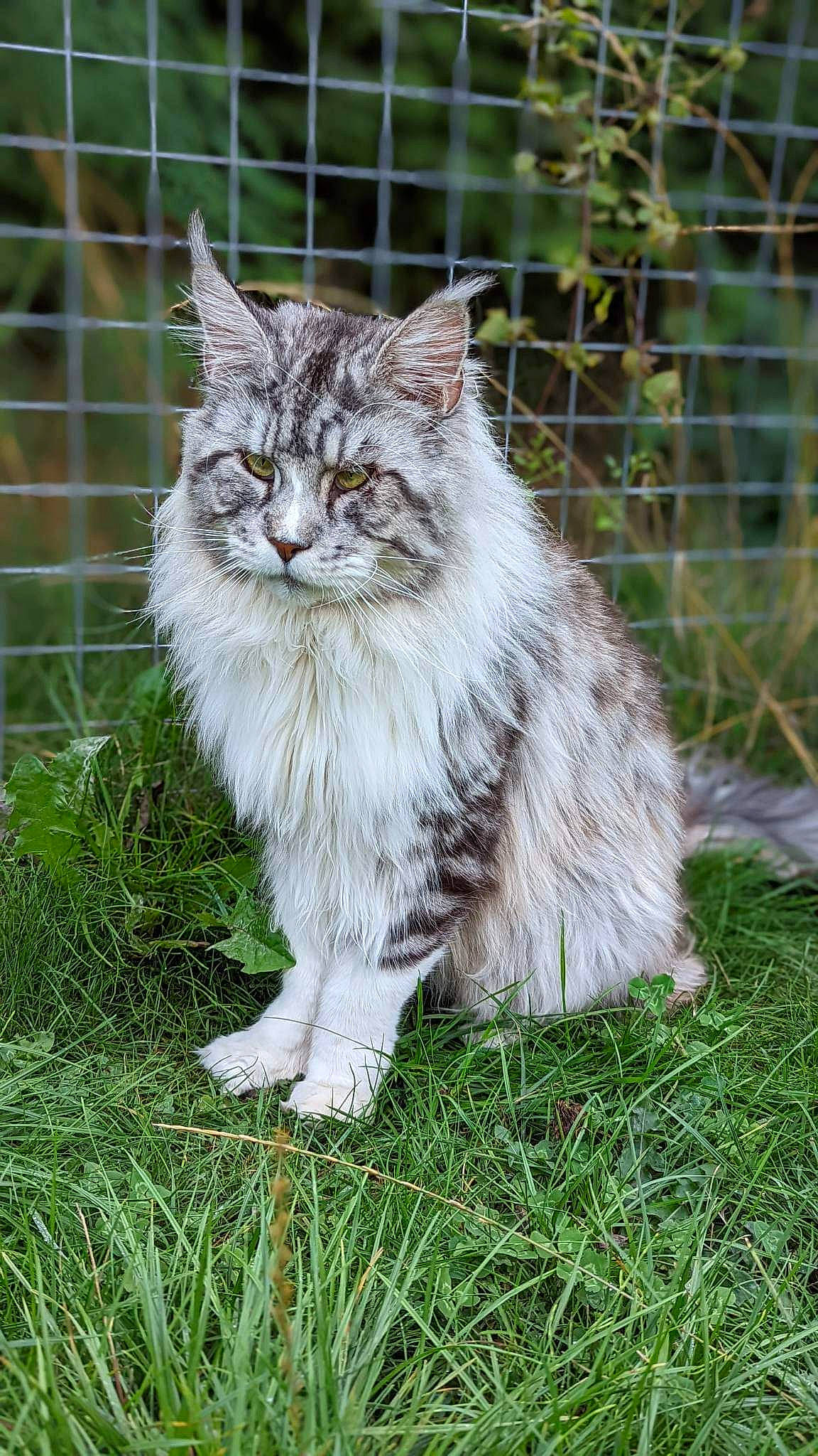 Alliance Quico Markiz is registered to the contest to win money with this photo: carnivore, cat, domestic_short_haired_cat, felidae, fence, fur, grass, groundcover, herbaceous_plant, mesh, plant, sitting, small_to_medium_sized_cats, tail, terrestrial_animal, tree, whiskers, wildlife