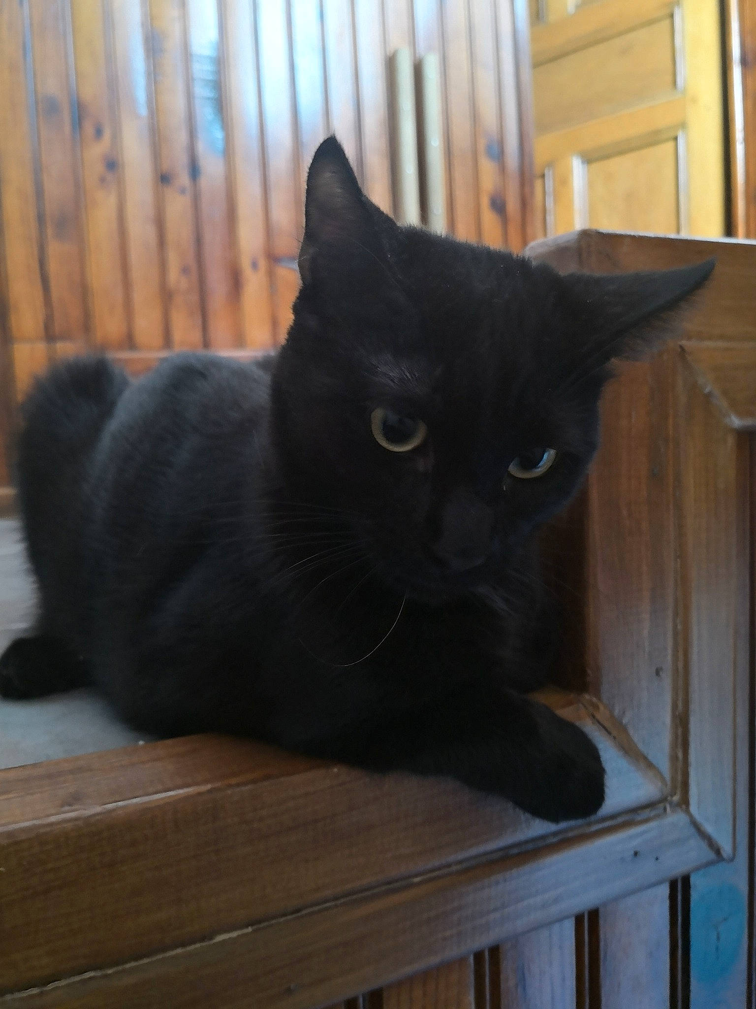 Zozo participe au concours pour gagner de l'argent avec cette photo : asian, black, black_cat, bombay, british_shorthair, burmese, carnivore, cat, domestic_short_haired_cat, eye, felidae, fur, korat, mammal, polydactyl_cat, small_to_medium_sized_cats, snout, tail, whiskers