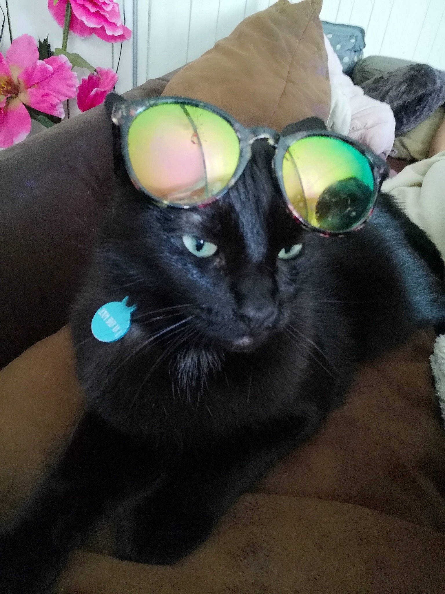 Zozo participe au concours pour gagner de l'argent avec cette photo : black_cat, bombay, carnivore, cat, felidae, small_to_medium_sized_cats, snout, whiskers