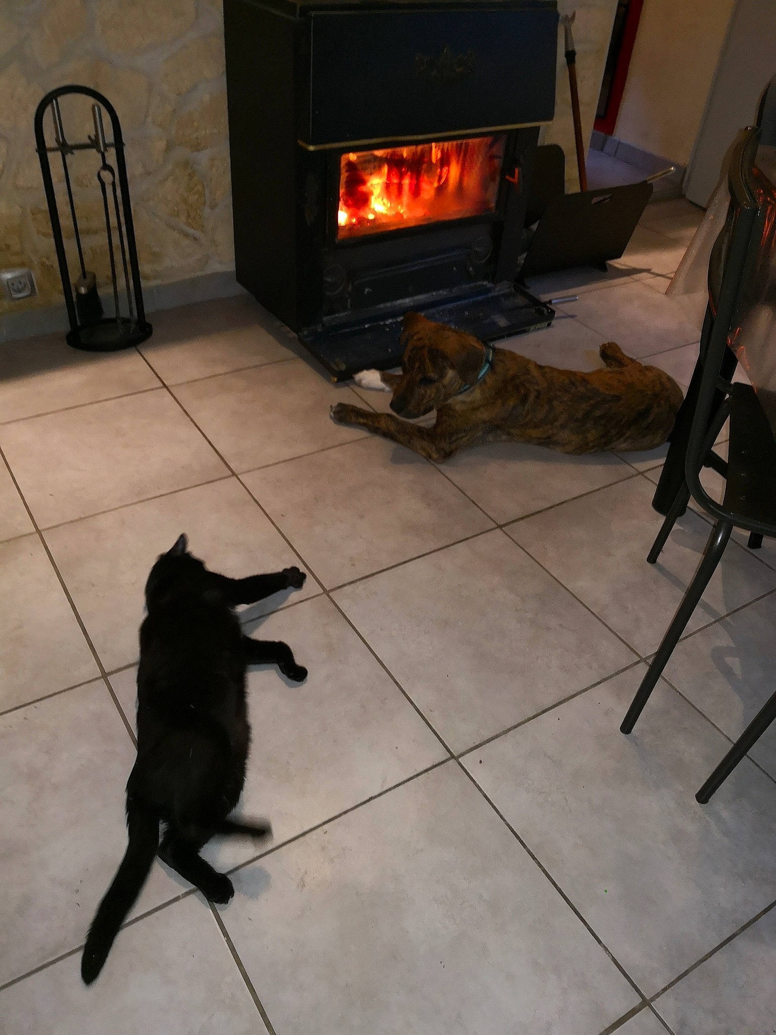 Zozo a rejoint le concours — aidez-le/la à gagner de superbes lots ! canidae, carnivore, dog, dog_breed, fireplace, floor, flooring, heat, schipperke, sporting_group, stove, tail, tile, wood_burning_stove