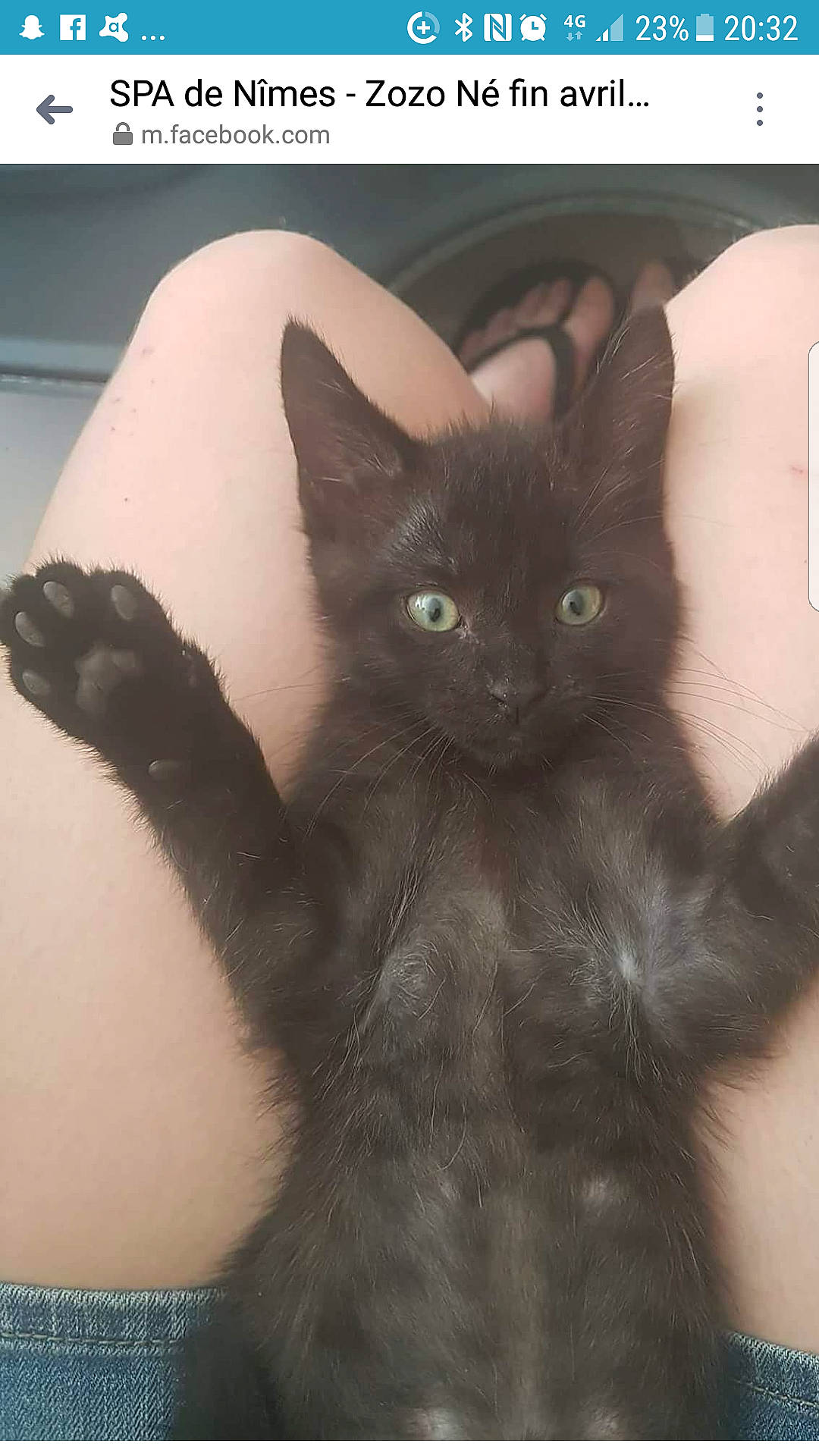 Zozo a rejoint le concours — aidez-le/la à gagner de superbes lots ! asian, black_cat, bombay, carnivore, cat, domestic_short_haired_cat, felidae, german_rex, javanese, kitten, korat, mammal, nebelung, oriental_longhair, oriental_shorthair, polydactyl_cat, small_to_medium_sized_cats, turkish_angora, vertebrate, whiskers