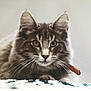 Olympe a rejoint le concours — aidez-le/la à gagner de superbes lots ! asian, carnivore, cat, domestic_long_haired_cat, domestic_short_haired_cat, dragon_li, european_shorthair, felidae, kitten, maine_coon, mammal, norwegian_forest_cat, ragamuffin, siberian, small_to_medium_sized_cats, snout, tabby_cat, vertebrate, whiskers, wild_cat