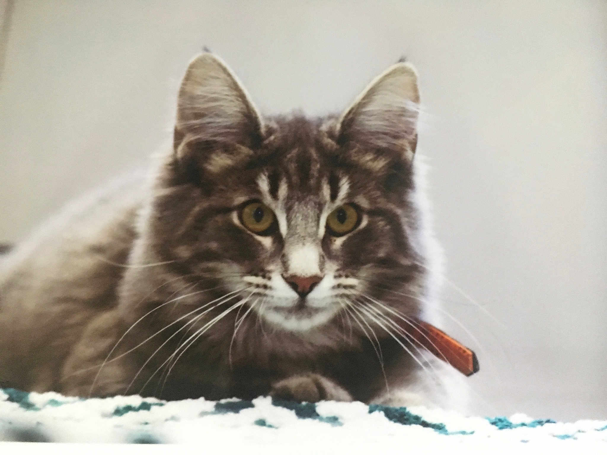 Olympe a rejoint le concours — aidez-le/la à gagner de superbes lots ! asian, carnivore, cat, domestic_long_haired_cat, domestic_short_haired_cat, dragon_li, european_shorthair, felidae, kitten, maine_coon, mammal, norwegian_forest_cat, ragamuffin, siberian, small_to_medium_sized_cats, snout, tabby_cat, vertebrate, whiskers, wild_cat
