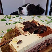 Mystique participe au concours pour gagner de l'argent avec cette photo : dog, cake, dessert, tablecloth, kitchen, counter, chocolate, cream, food, pet, black_and_white, curious, sweet, table, flower_pattern, snack, temptation, indoor, animal, looking