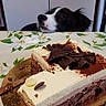 dog, cake, dessert, tablecloth, kitchen, counter, chocolate, cream, food, pet, black_and_white, curious, sweet, table, flower_pattern, snack, temptation, indoor, animal, looking