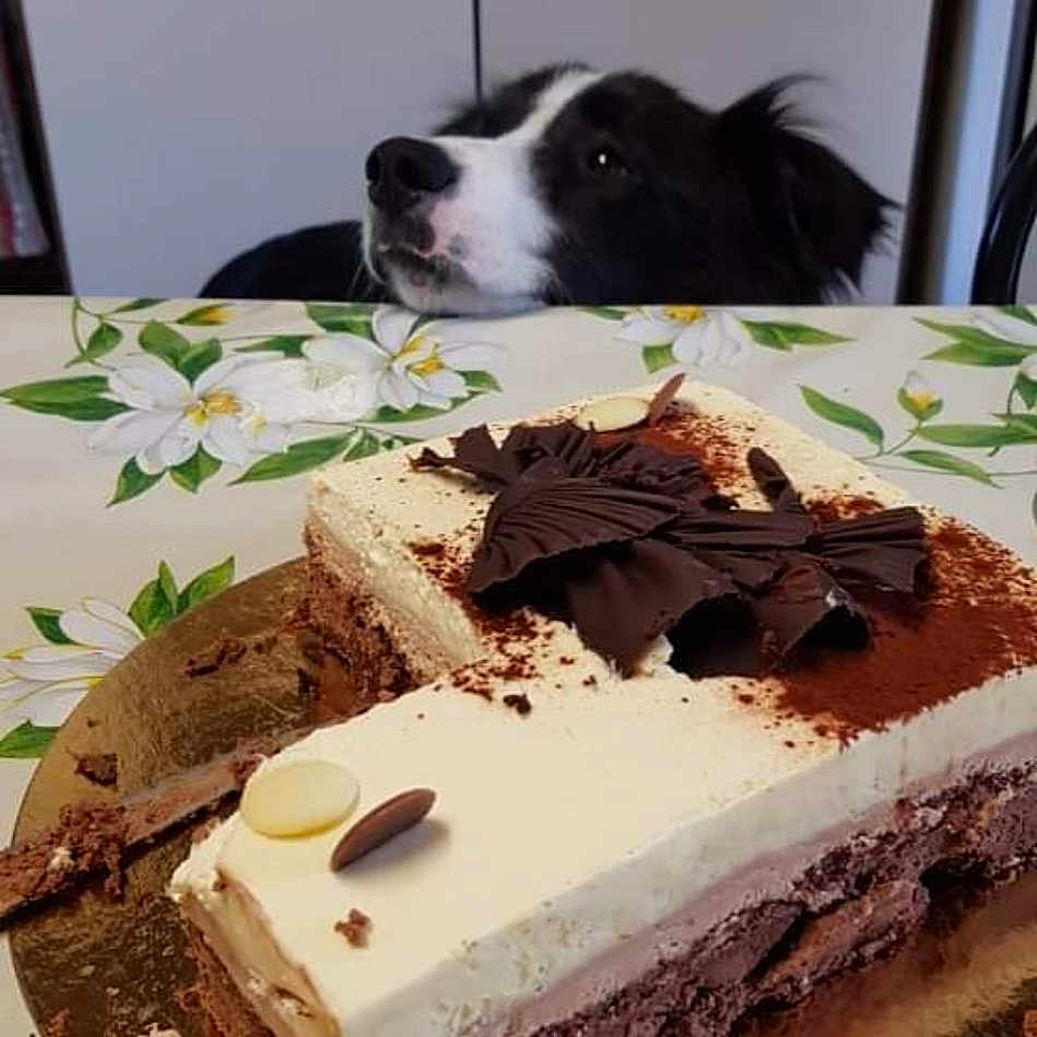 Mystique participe au concours pour gagner de l'argent avec cette photo : dog, cake, dessert, tablecloth, kitchen, counter, chocolate, cream, food, pet, black_and_white, curious, sweet, table, flower_pattern, snack, temptation, indoor, animal, looking