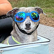 Minion is registered to the contest to win money with this photo: dog, goggles, pet_carrier, outdoor, reflection, blue, gray_fur, calm, animal, canine, harness, closeup, portrait, summer, accessory, leisure, person_arm, fence, nature, ground