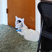 Finnegan is registered to the contest to win money with this photo: cat, mirror, reflection, white_cat, carpet, door, indoor, feline, curious, pet, animal, household, floor, toy, resting, looking, closeup, domestic, cute, playful